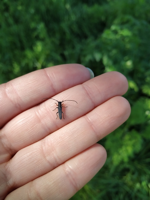 Phytoecia cylindrica - medvelapucincér