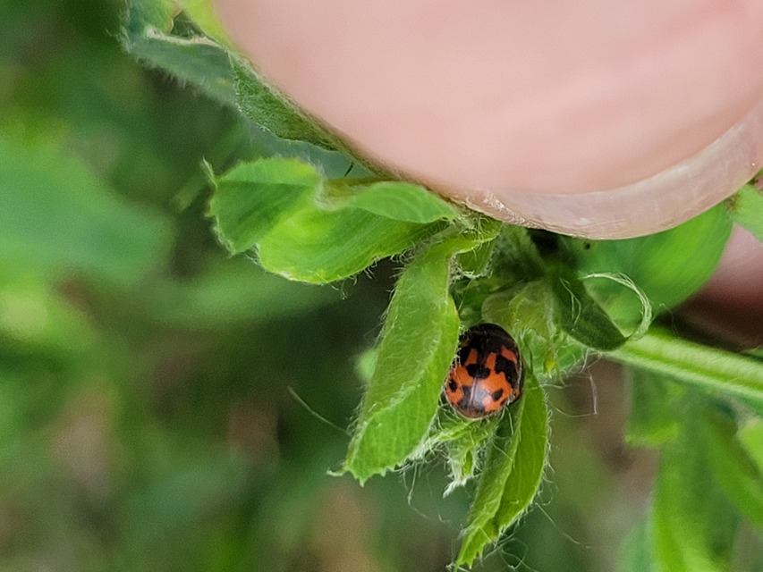 Subcoccinella vigintiquatuorpunctata - lucernaböde