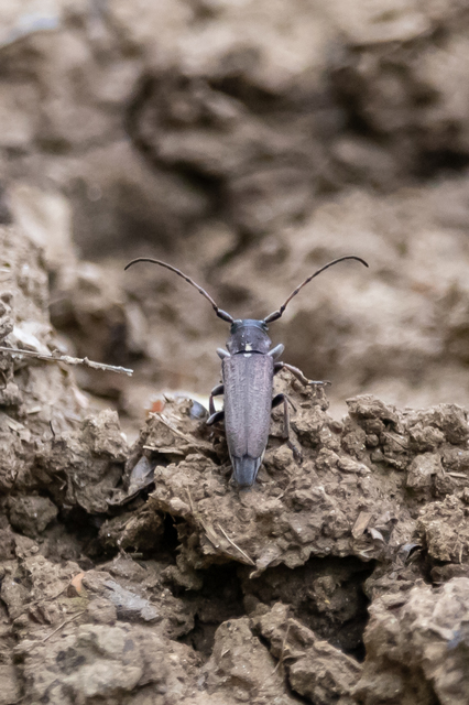 Phytoecia scutellata - sarlófűcincér
