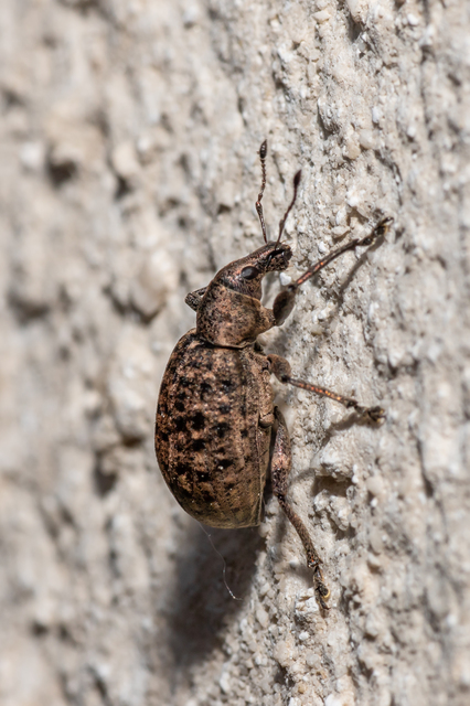 Liophloeus tessulatus - kockás barabolyormányos