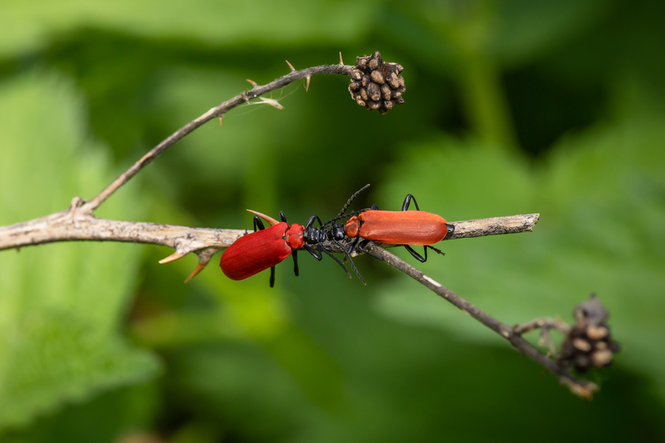 Pyrochroa coccinea - nagy bíborbogár
