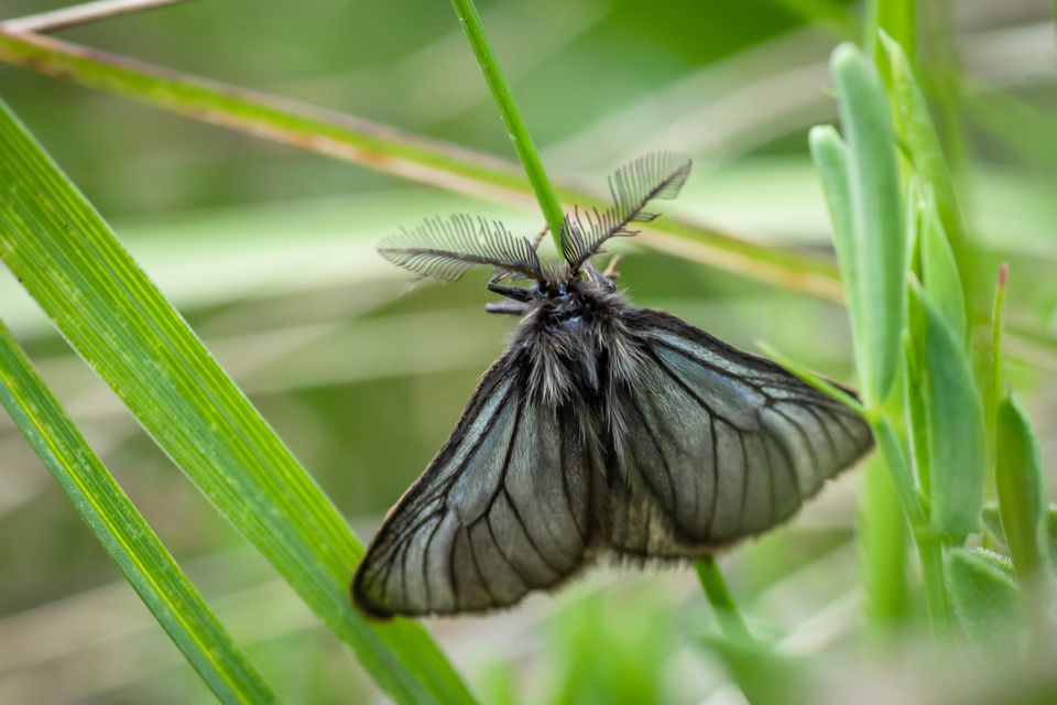 Pentophera morio - réti gyapjaslepke
