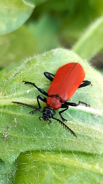 Pyrochroa coccinea - nagy bíborbogár