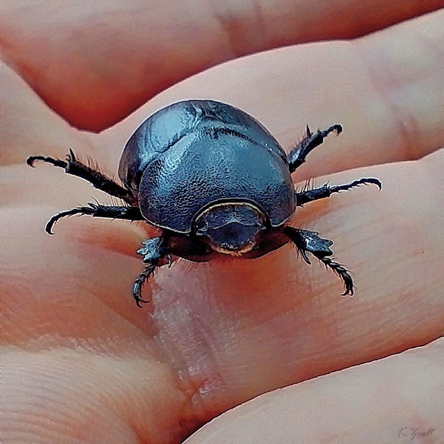 Pentodon idiota - butabogár