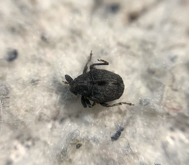 Stenocarus ruficornis - mákgyökérormányos