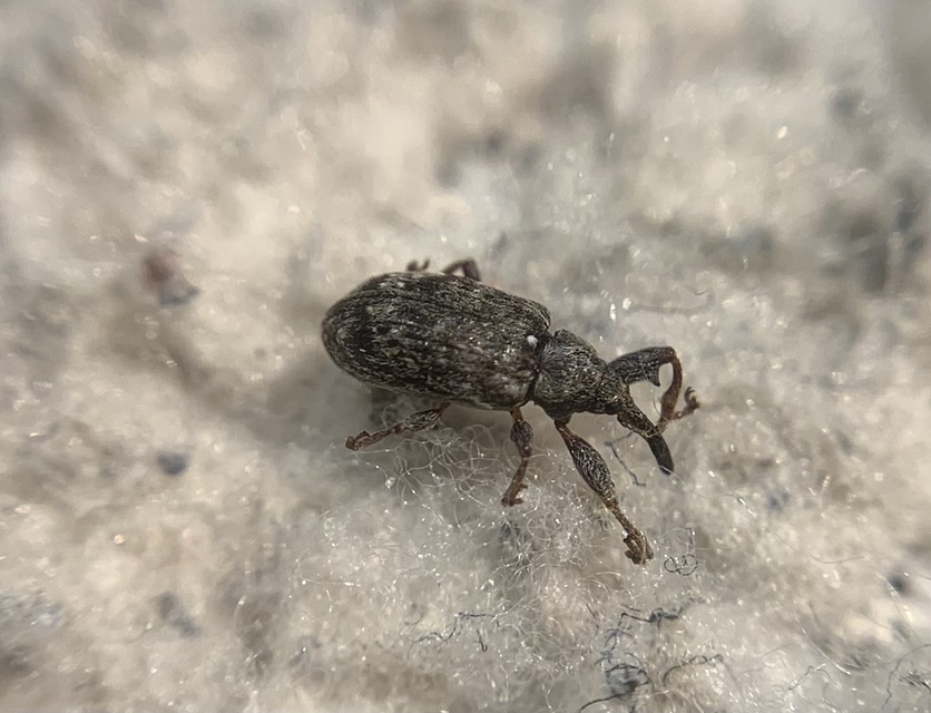 Anthonomus pomorum - alma-bimbólikasztó Anthonomus pomorum - alma-bimbólikasztó