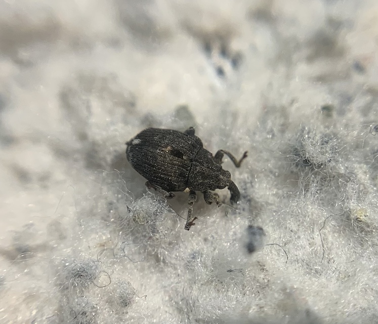 Stenocarus ruficornis - mákgyökérormányos