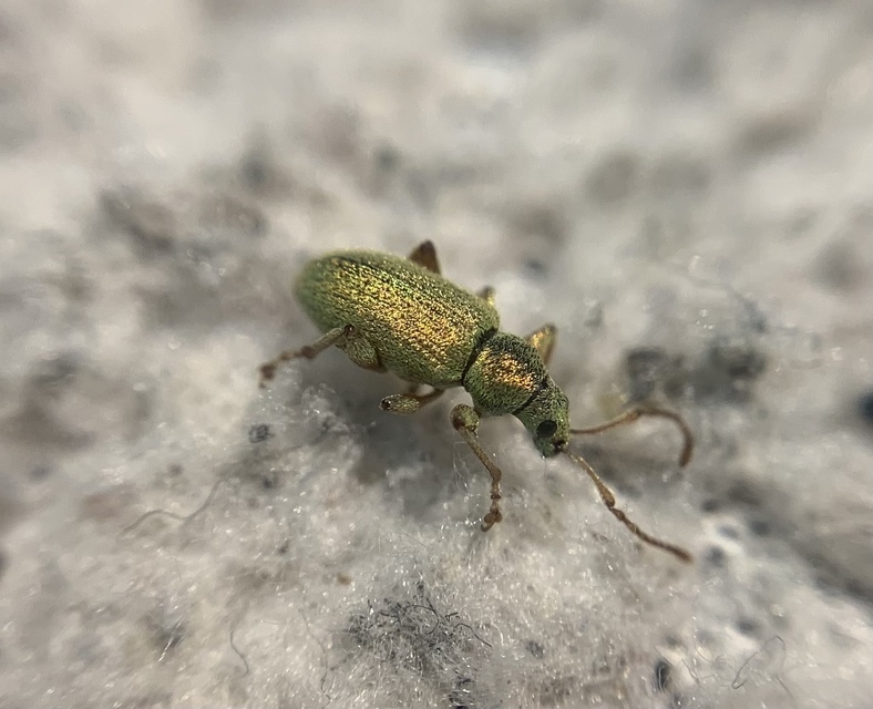 Phyllobius argentatus - ezüstös levélormányos
