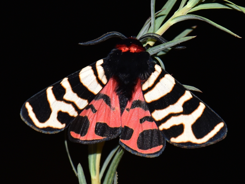 Arctia festiva - díszes medvelepke