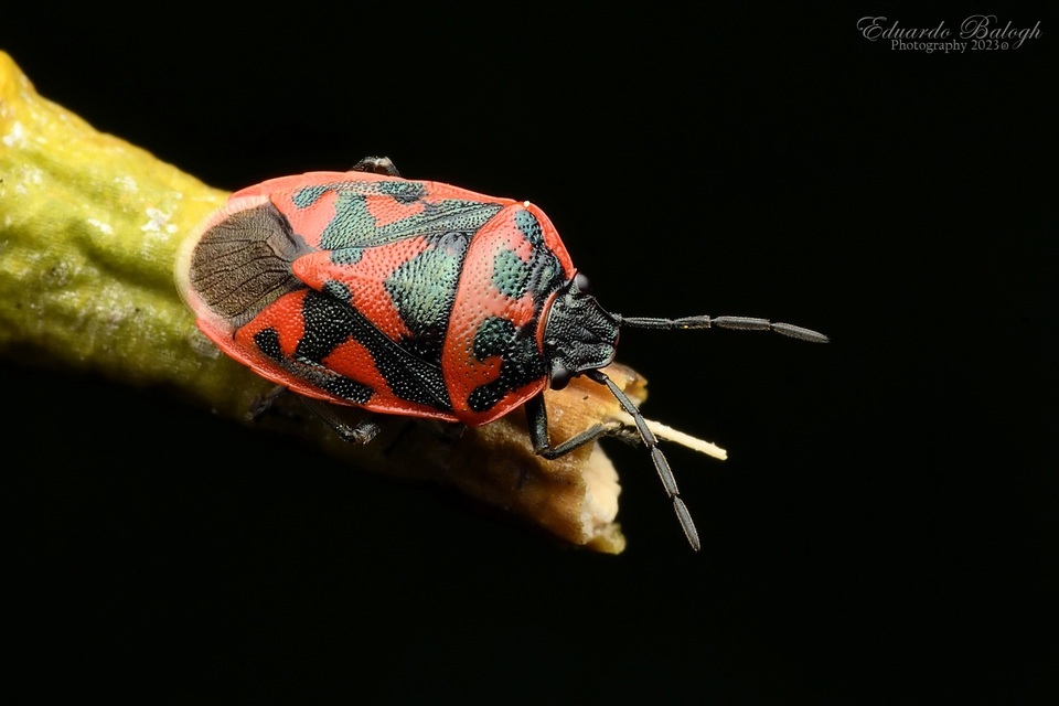 Eurydema ornata - díszespoloska