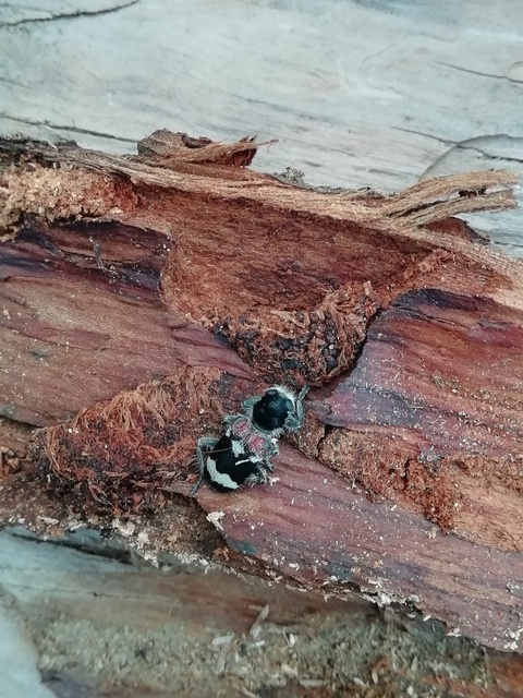 Clerus mutillarius - feketenyakú szúfarkas