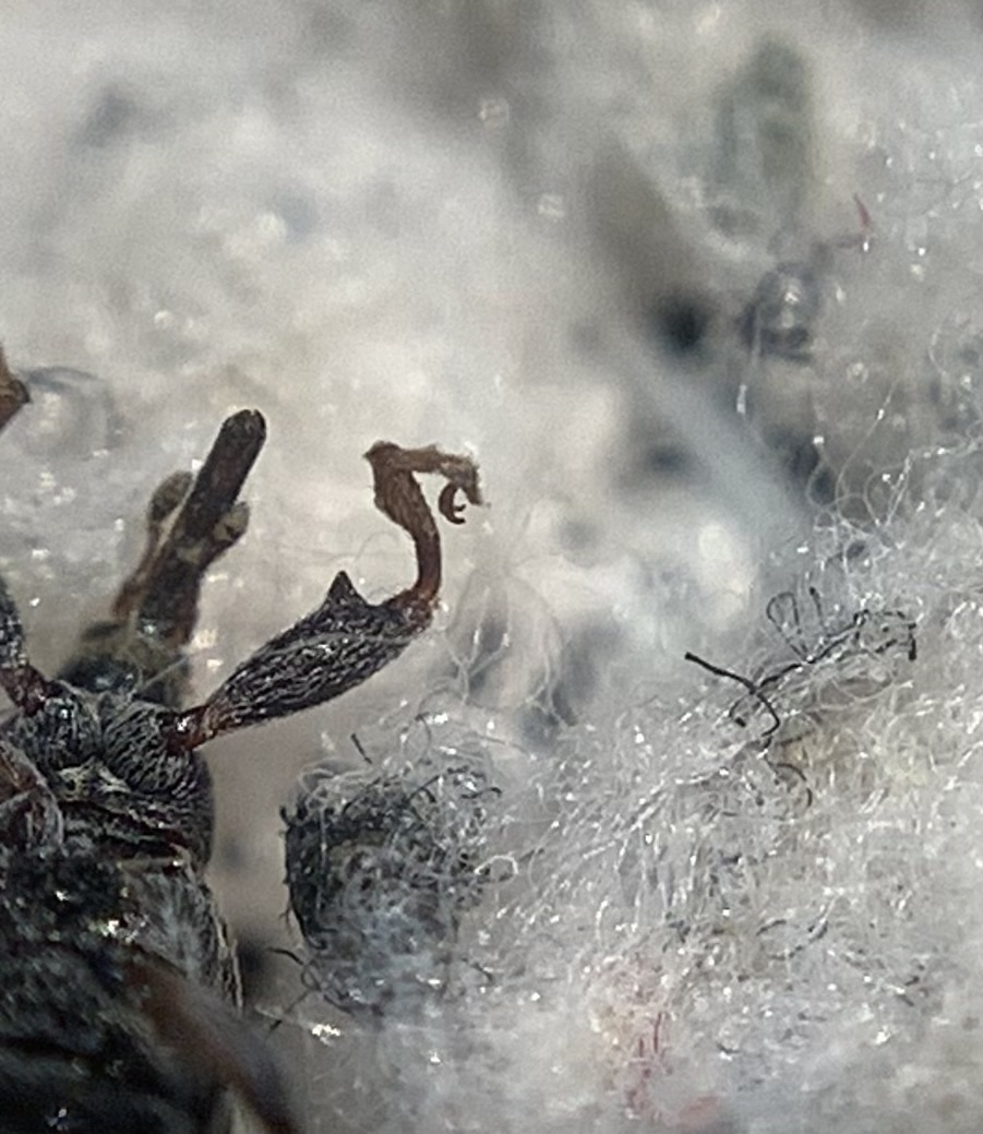 Anthonomus pomorum - alma-bimbólikasztó
