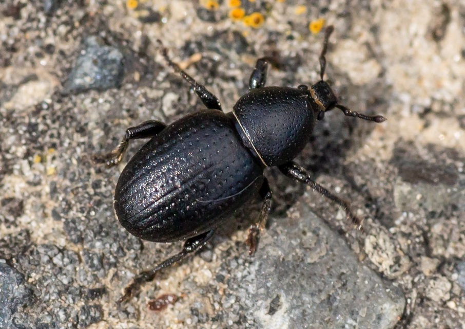 Psallidium maxillosum - fekete barkó