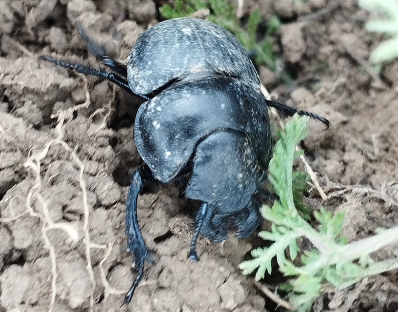 Lethrus apterus - nagyfejű csajkó