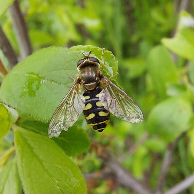 Eupeodes