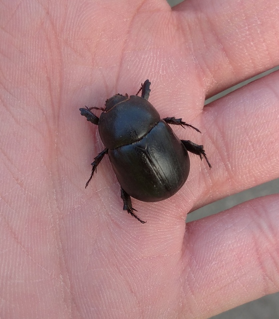 Pentodon idiota - butabogár