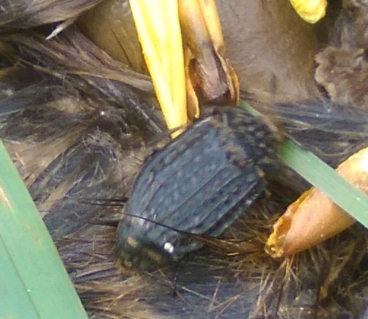 Thanatophilus rugosus - ripacsos dögbogár