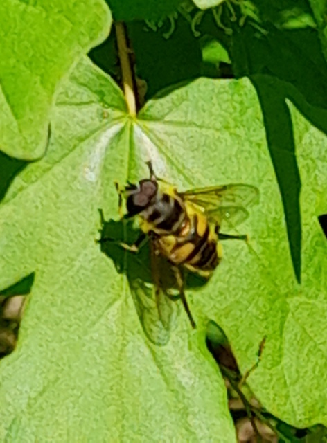 Myathropa florea - halálfejes odúlégy