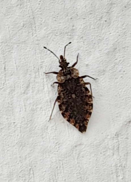 Aradus