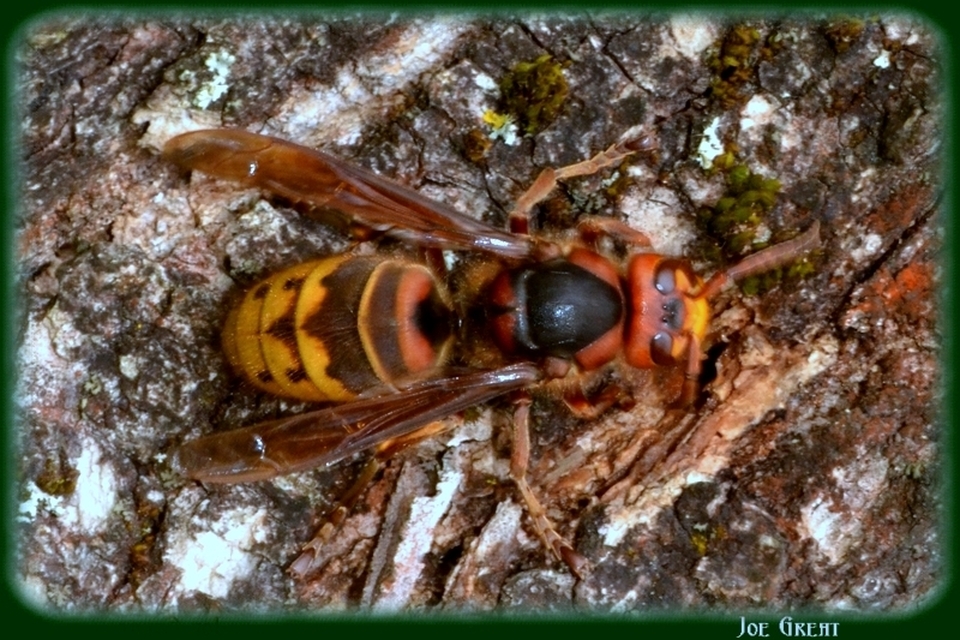 Vespa crabro - lódarázs