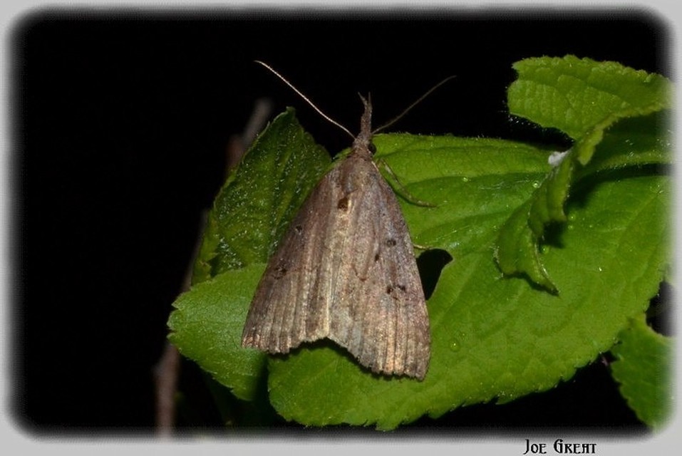 Hypena rostralis - közönséges karcsúbagoly