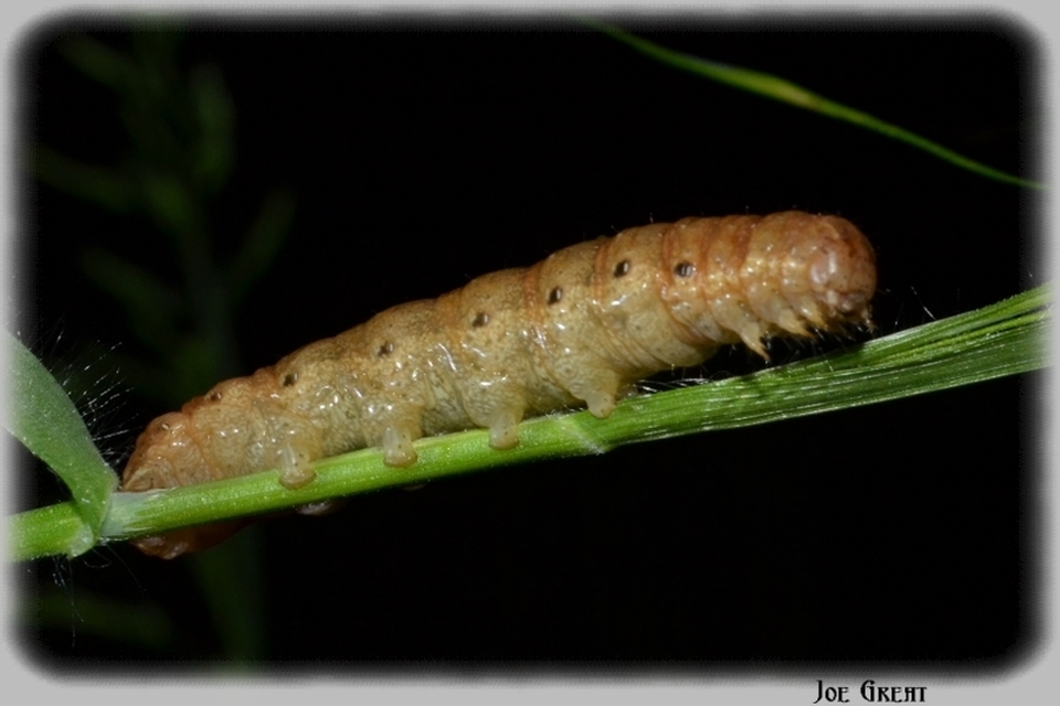 Noctua fimbriata - szélessávú sárgafűbagoly