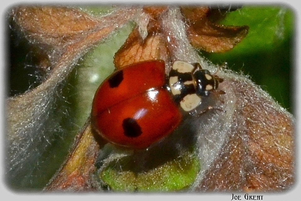 Adalia bipunctata - kétpettyes katica