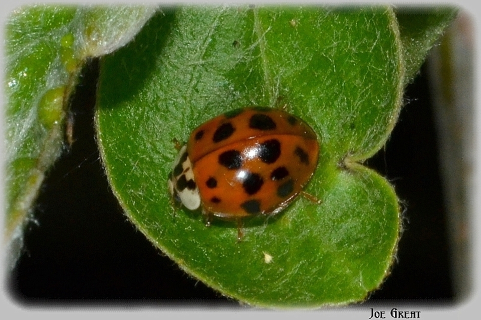 Harmonia axyridis - harlekinkatica