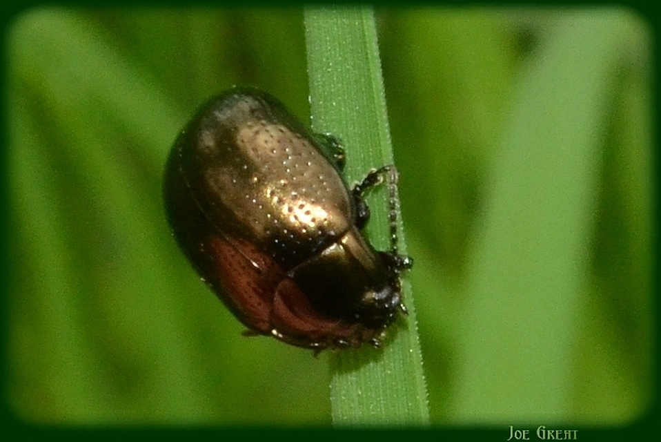 Chrysolina oricalcia - bronzos levélbogár