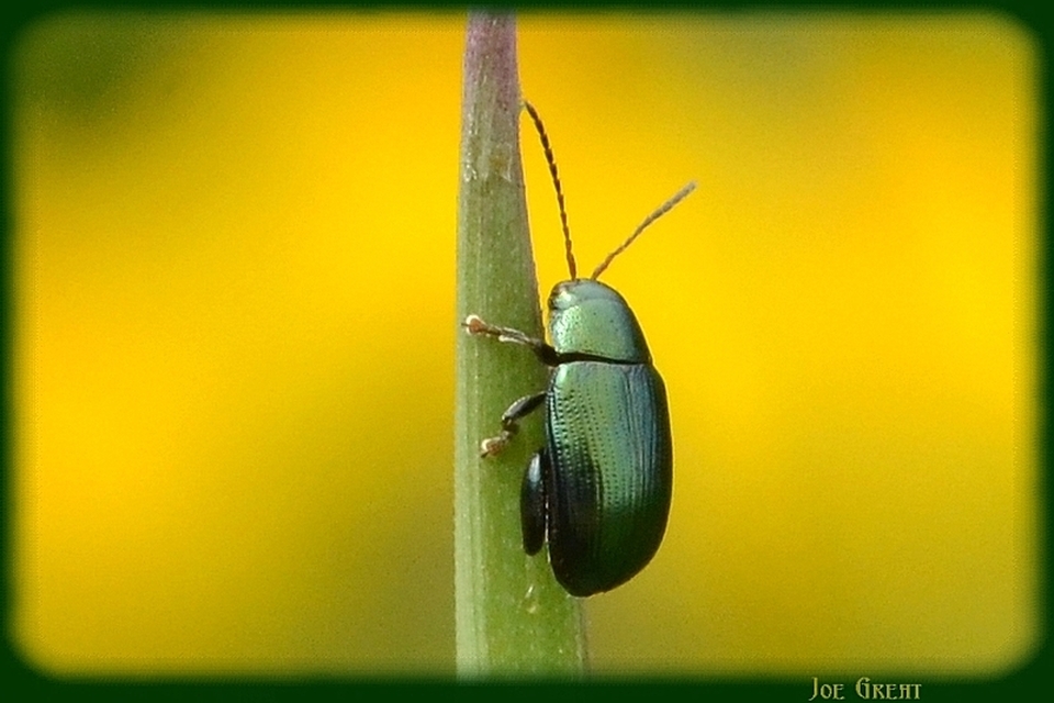 Chaetocnema chlorophana - zöld pázsitfű-földibolha Chaetocnema chlorophana - zöld pázsitfű-földibolha