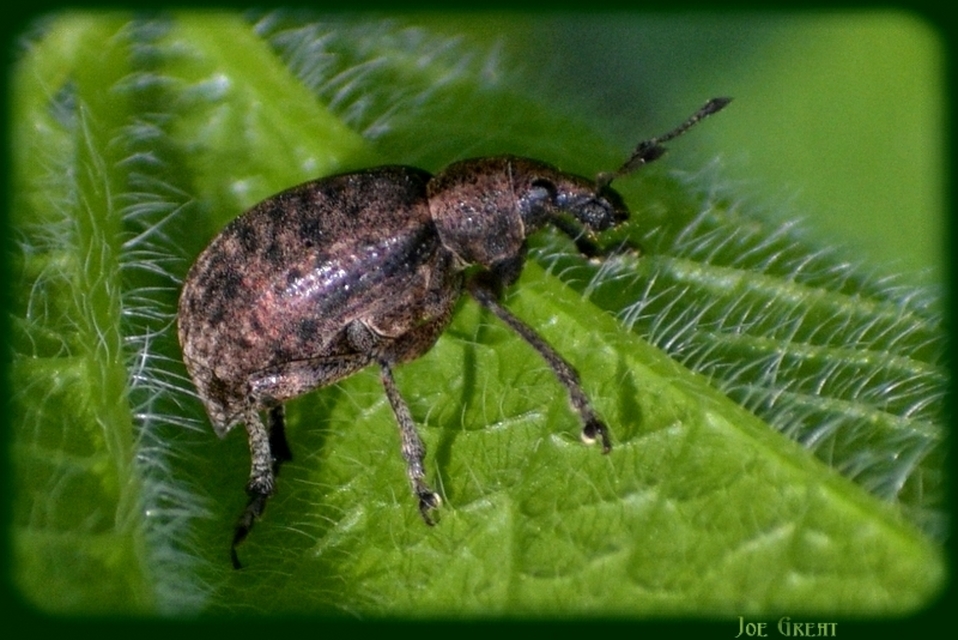 Liophloeus tessulatus - kockás barabolyormányos