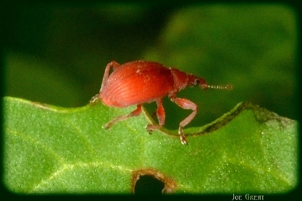 Apion frumentarium - vörös cickányormányos