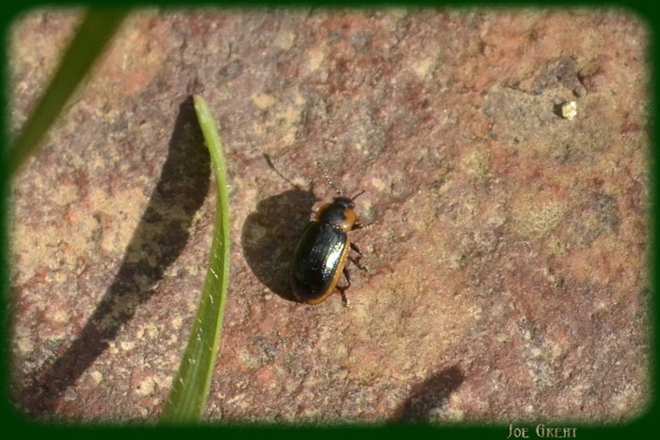 Prasocuris marginella - szegélyes boglárkalevelész