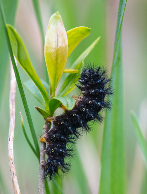 Euphydryas maturna - díszes tarkalepke