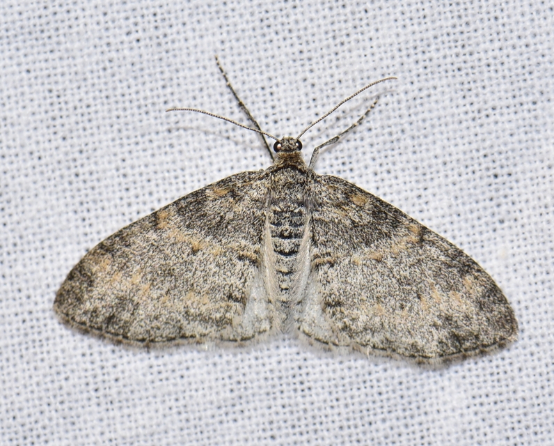 Lobophora halterata - szárnyfüggelékes araszoló