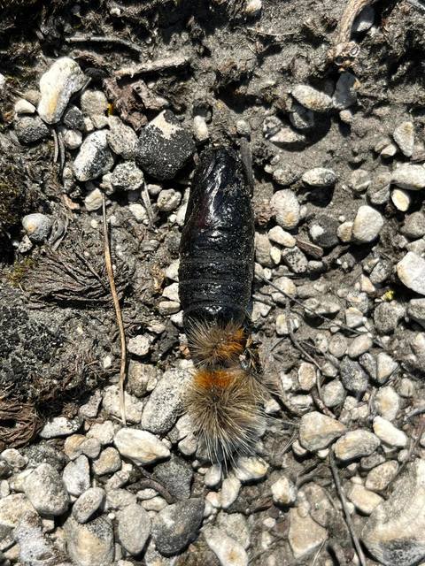Arctia festiva - díszes medvelepke