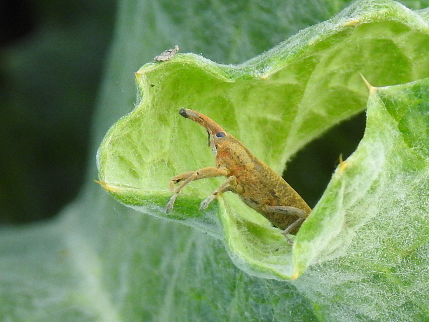 Lixus pulverulentus - mályvafúró dudvabarkó