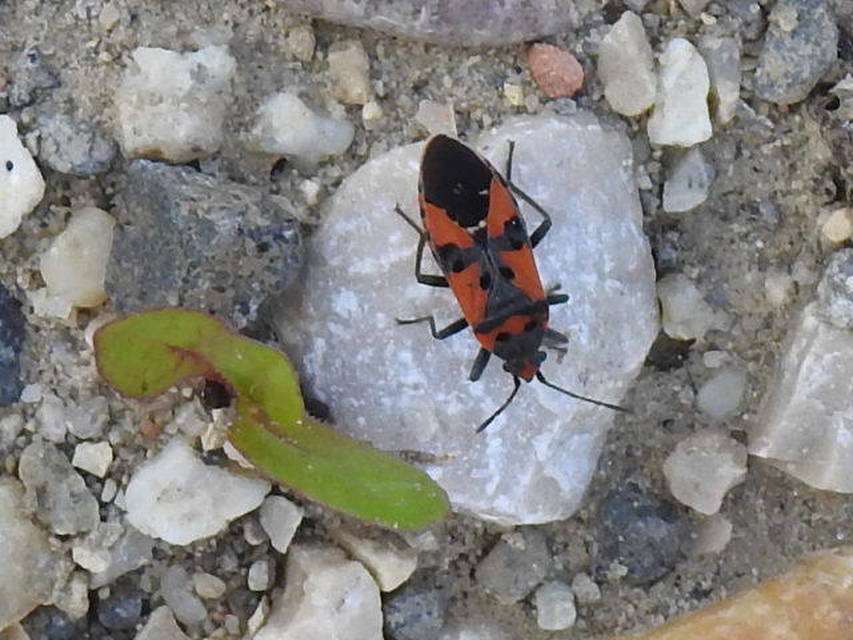 Lygaeus equestris/simulans