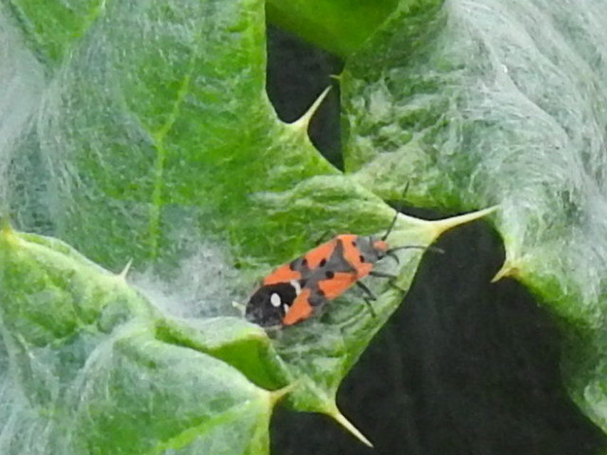 Lygaeus equestris/simulans