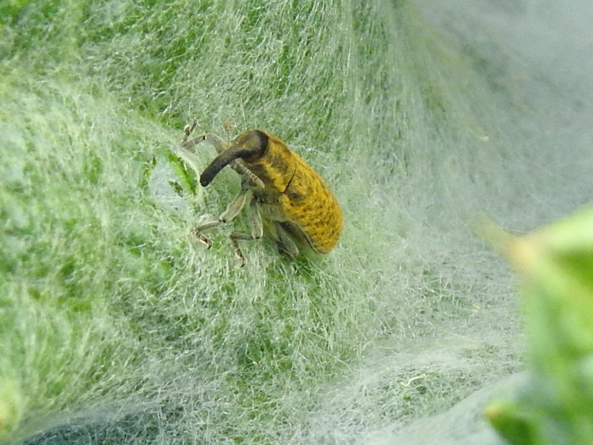 Lixus cardui/filiformis