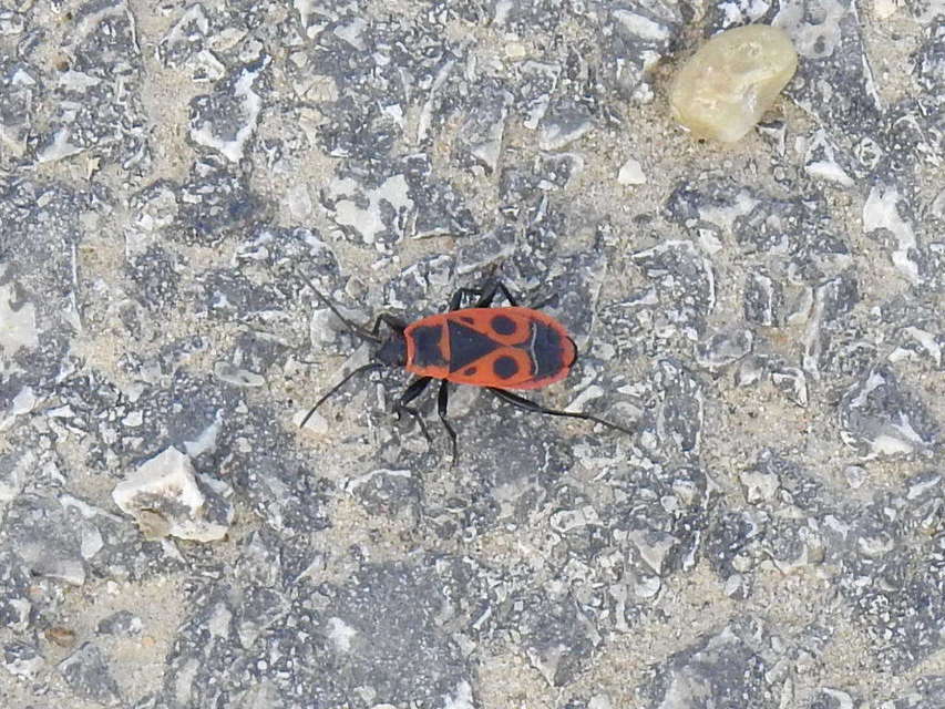 Pyrrhocoris apterus - verőköltő poloska