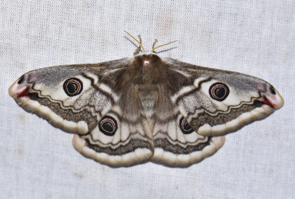 Saturnia pavoniella/pavonia