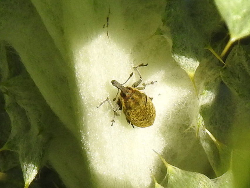 Lixus cardui/filiformis
