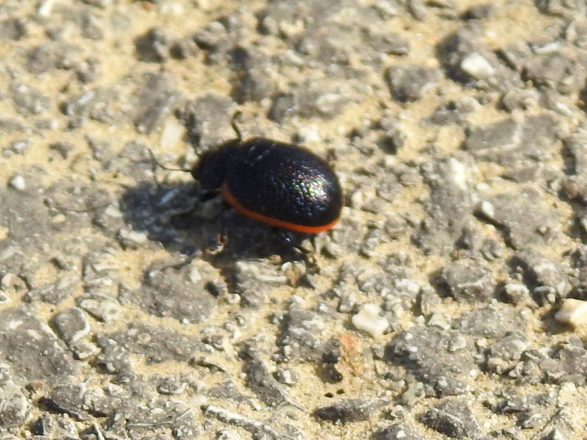 Chrysolina kuesteri - ráncos szegélyeslevelész