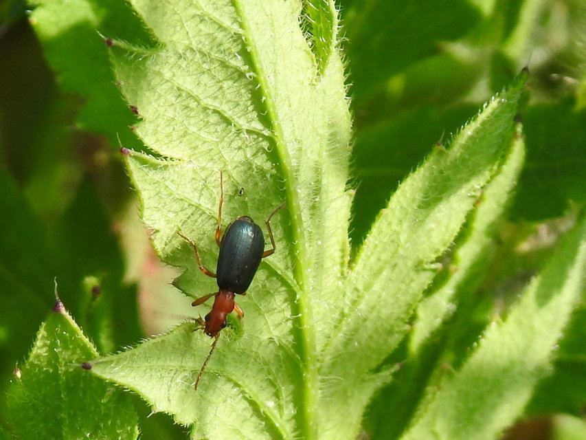 Brachinus