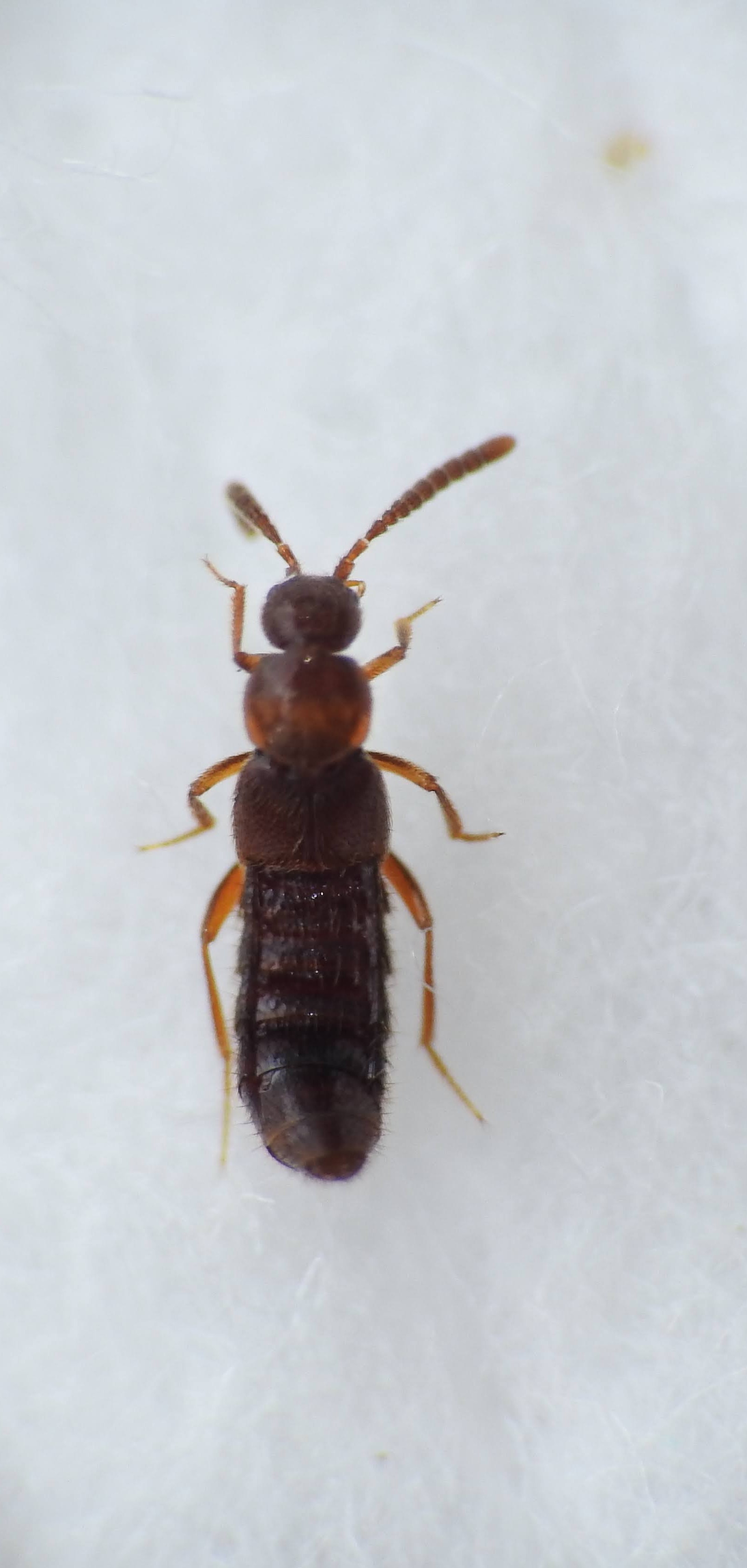 Amarochara forticornis - fészeklakó vastagcsápúholyva