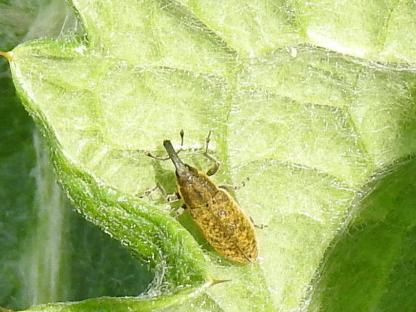 Lixus cardui/filiformis