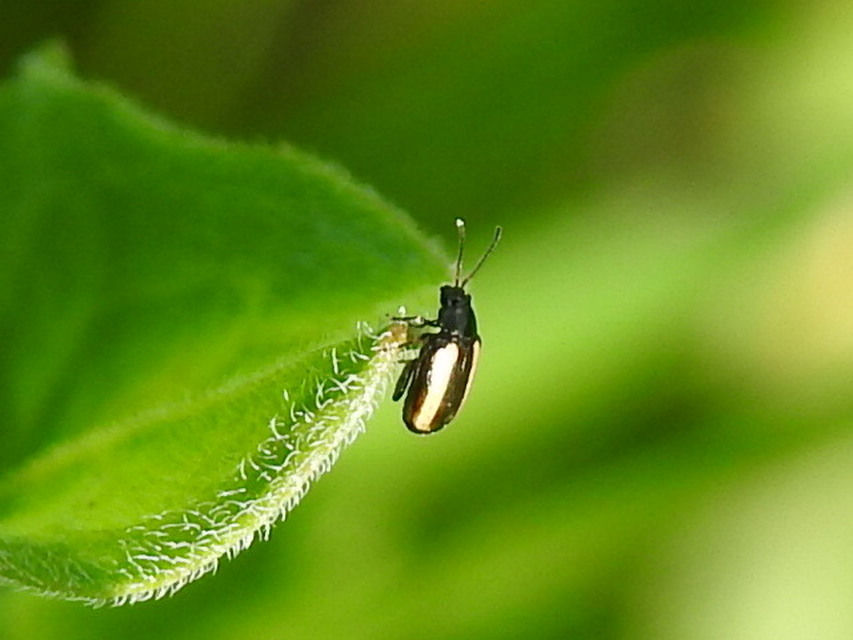 Phyllotreta vittula - muharbolha