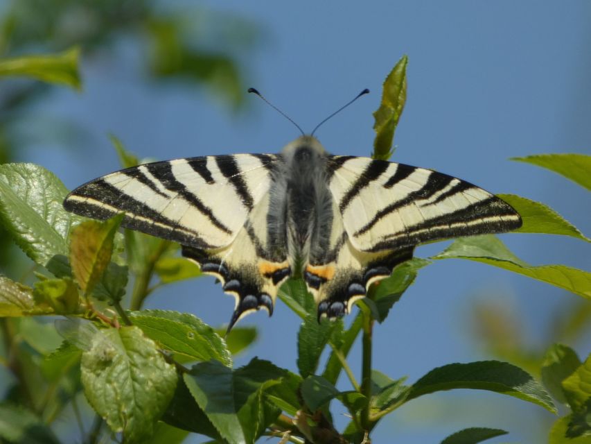 Iphiclides podalirius - kardoslepke