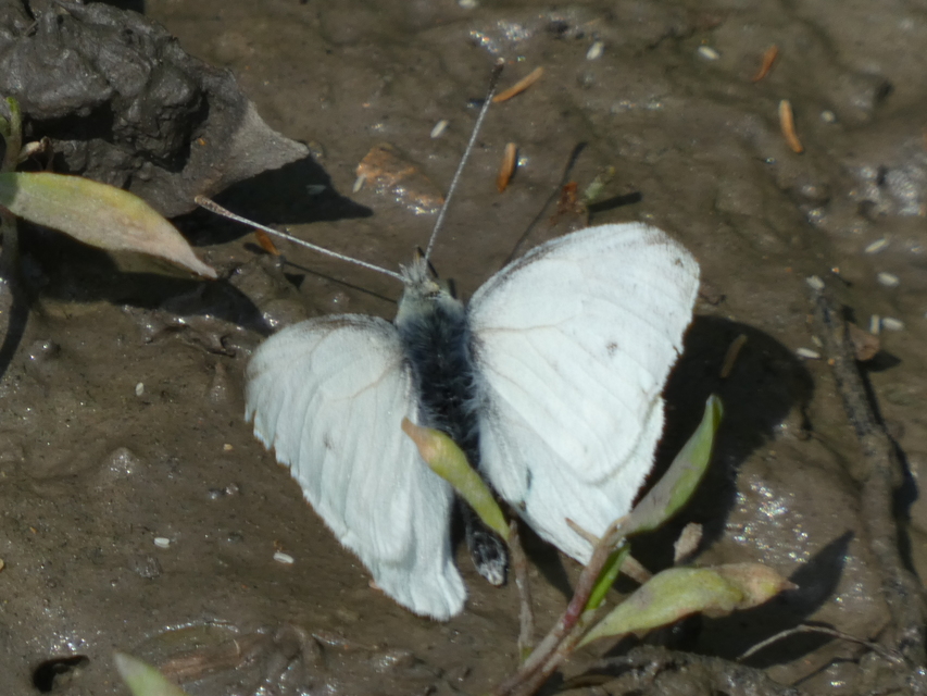 Pieris napi - repcelepke